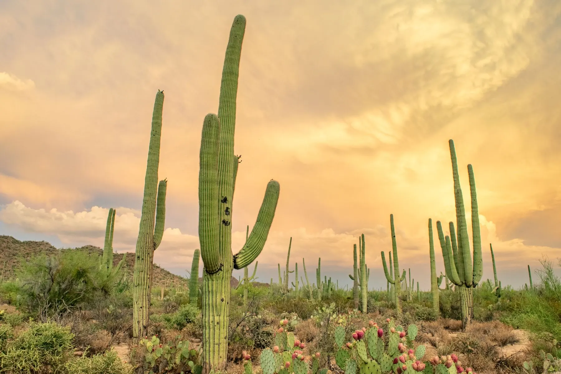 Saguaro cacti in the Sonoran Desert at sunset